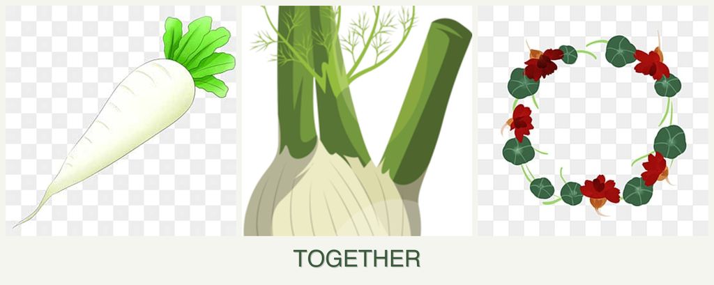 Can you plant radishes, fennel and nasturtiums together?