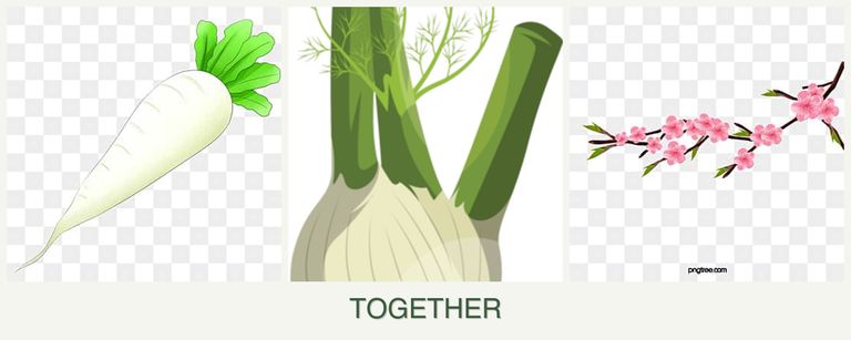 Can you plant radishes, fennel and peaches together?
