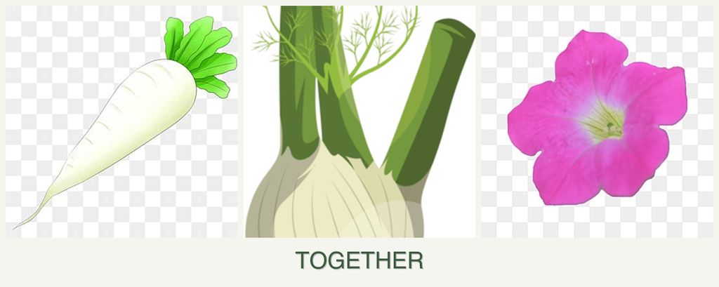 Can you plant radishes, fennel and petunias together?