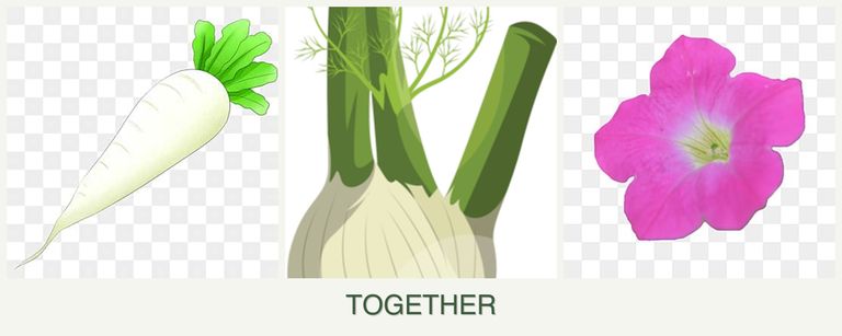 Can you plant radishes, fennel and petunias together?