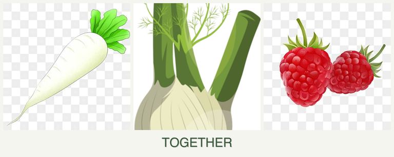 Can you plant radishes, fennel and raspberries together?