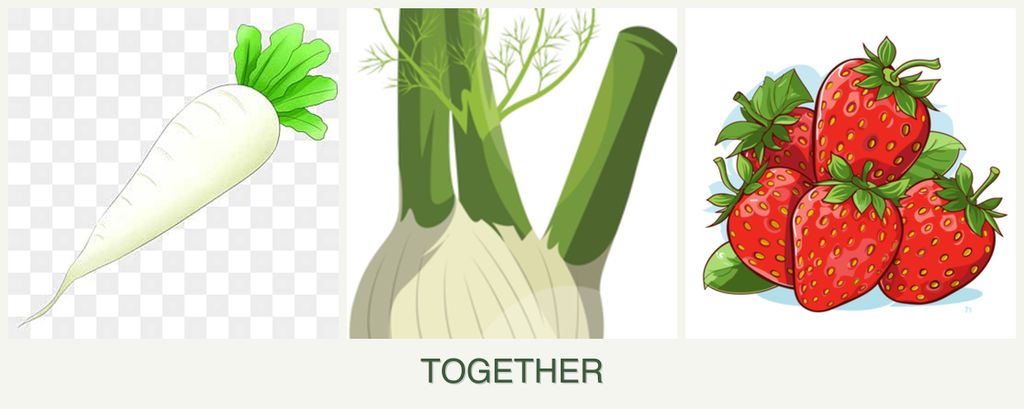 Can you plant radishes, fennel and strawberries together?