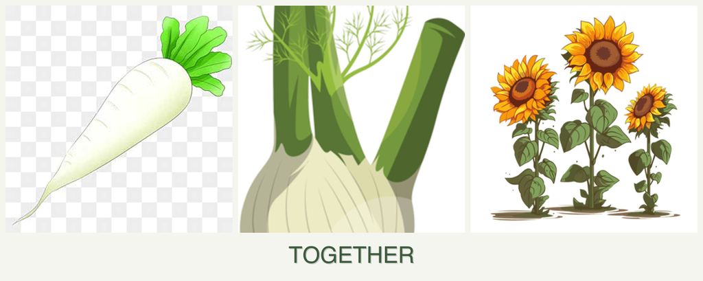 Can you plant radishes, fennel and sunflowers together?