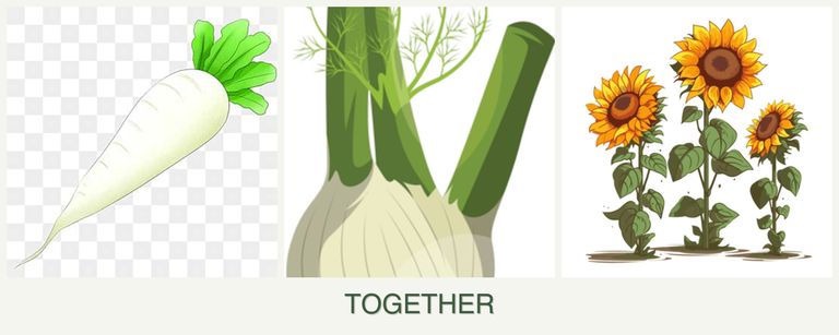 Can you plant radishes, fennel and sunflowers together?