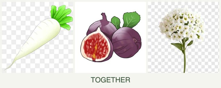 Can you plant radishes, figs and alyssum together?