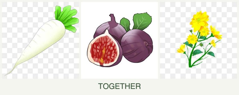 Can you plant radishes, figs and calendula together?