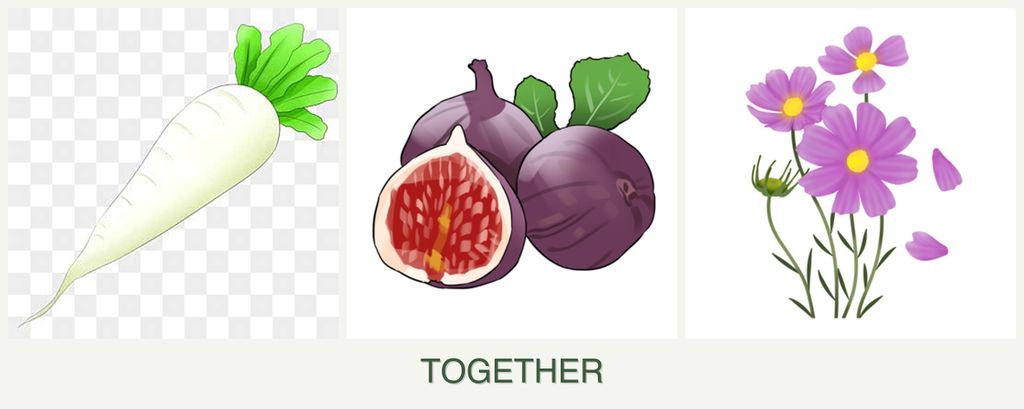Can you plant radishes, figs and cosmos together?