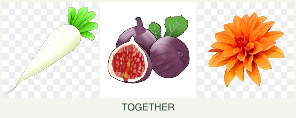 Can you plant radishes, figs and dahlias together?