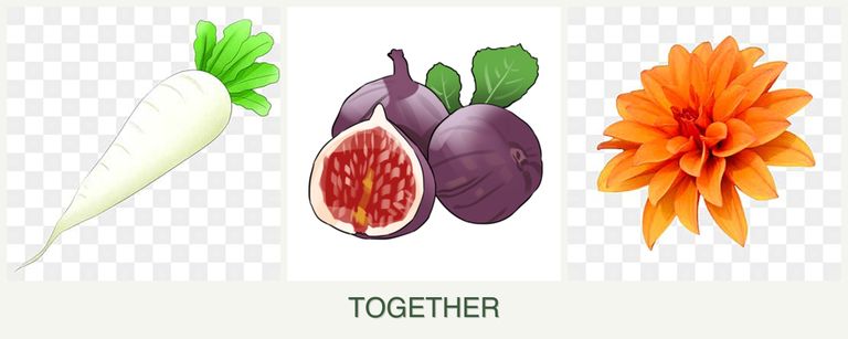 Can you plant radishes, figs and dahlias together?