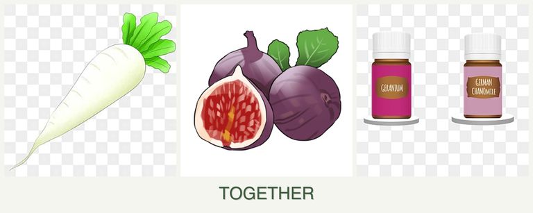 Can you plant radishes, figs and geraniums together?