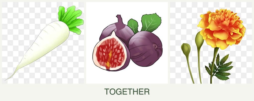 Can you plant radishes, figs and marigolds together?