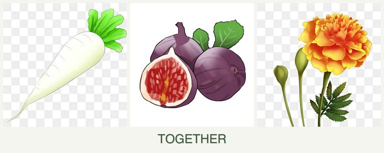 Can you plant radishes, figs and marigolds together?