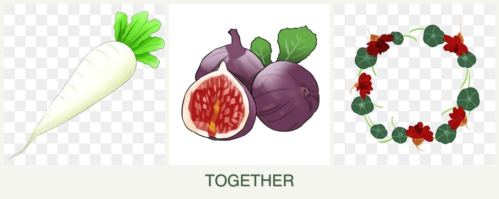 Can you plant radishes, figs and nasturtiums together?