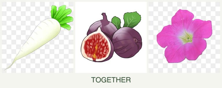 Can you plant radishes, figs and petunias together?