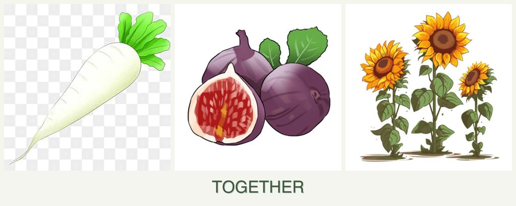 Can you plant radishes, figs and sunflowers together?