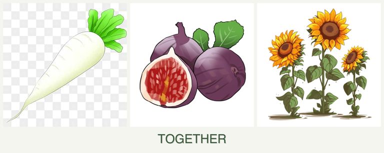 Can you plant radishes, figs and sunflowers together?