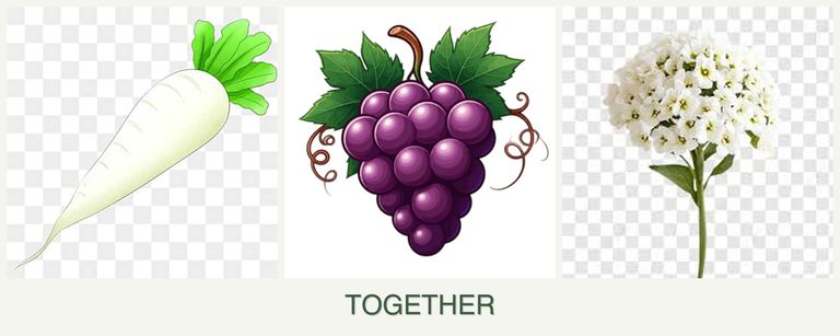 Can you plant radishes, grapes and alyssum together?