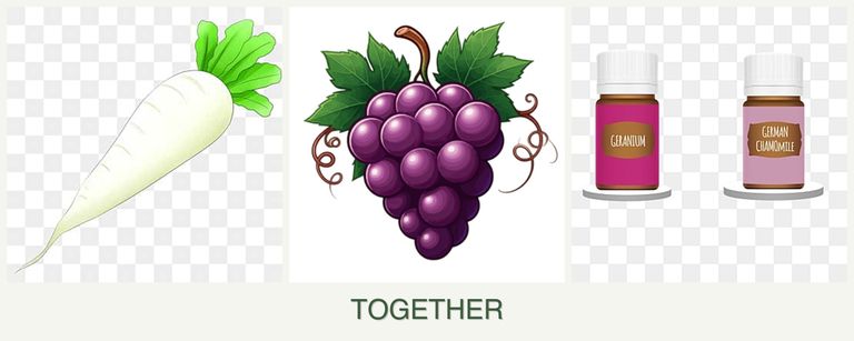 Can you plant radishes, grapes and geraniums together?