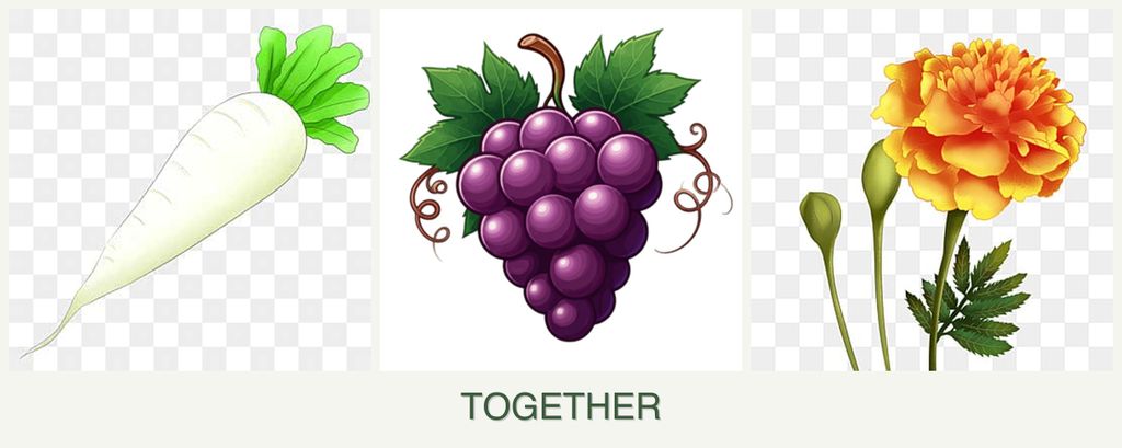 Can you plant radishes, grapes and marigolds together?