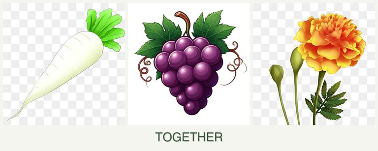 Can you plant radishes, grapes and marigolds together?
