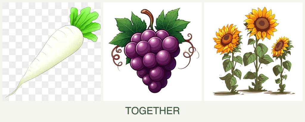 Can you plant radishes, grapes and sunflowers together?