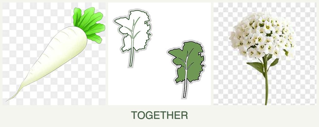 Can you plant radishes, kale and alyssum together?