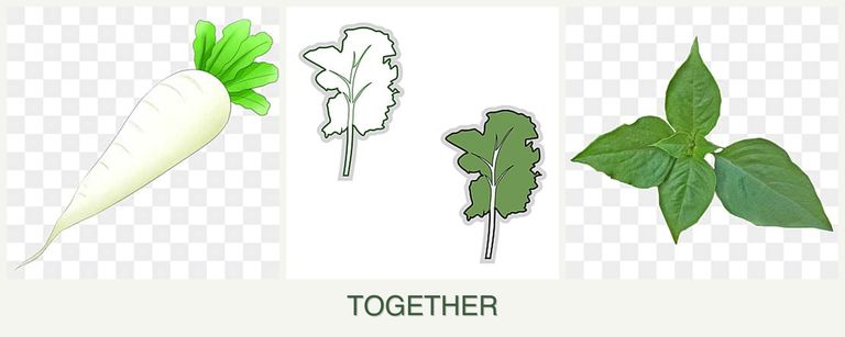 Can you plant radishes, kale and basil together?