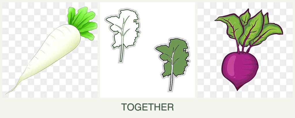 Can you plant radishes, kale and beets together?