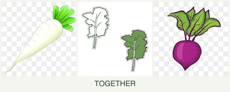 Can you plant radishes, kale and beets together?