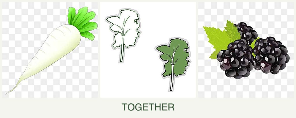 Can you plant radishes, kale and blackberries together?