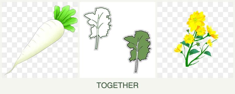 Can you plant radishes, kale and calendula together?