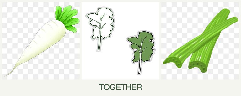 Can you plant radishes, kale and celery together?