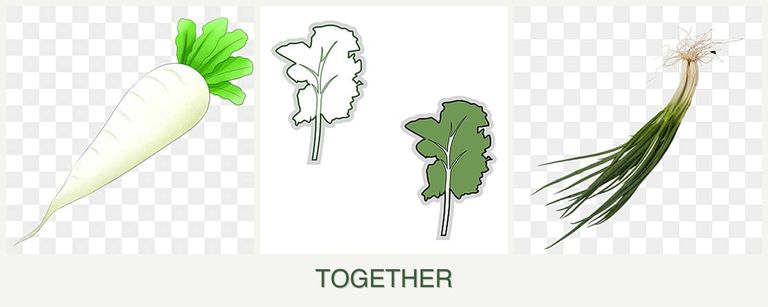 Can you plant radishes, kale and chives together?