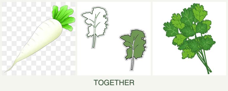 Can you plant radishes, kale and cilantro together?