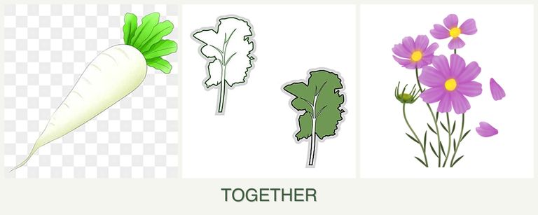 Can you plant radishes, kale and cosmos together?