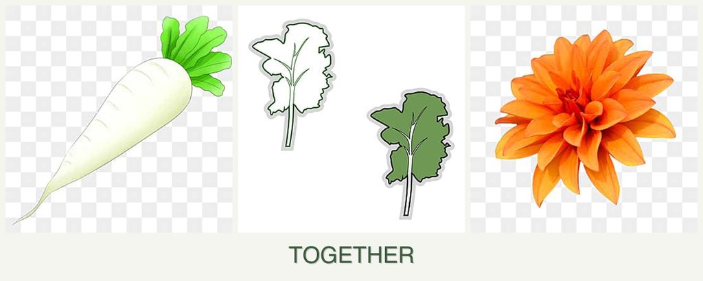 Can you plant radishes, kale and dahlias together?
