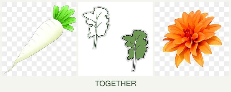 Can you plant radishes, kale and dahlias together?