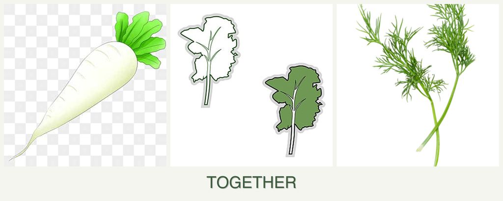 Can you plant radishes, kale and dill together?