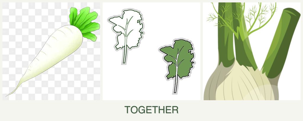 Can you plant radishes, kale and fennel together?