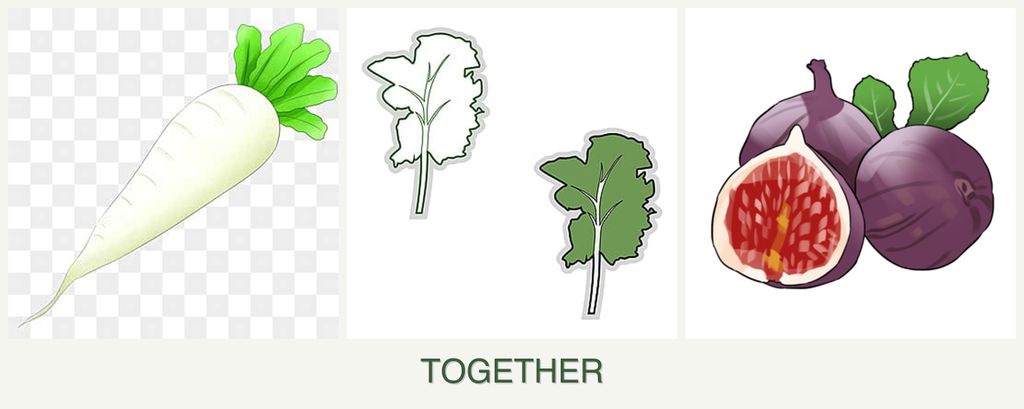 Can you plant radishes, kale and figs together?