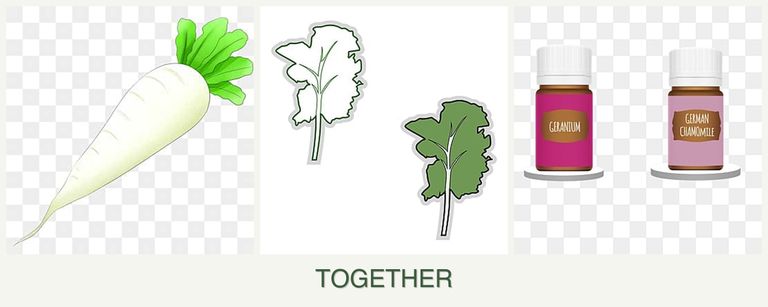 Can you plant radishes, kale and geraniums together?
