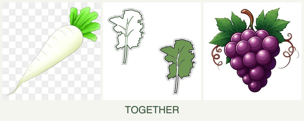 Can you plant radishes, kale and grapes together?