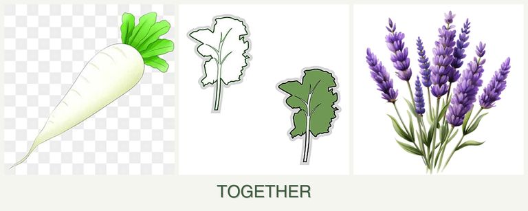 Can you plant radishes, kale and lavender together?