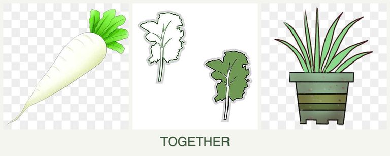 Can you plant radishes, kale and lemongrass together?