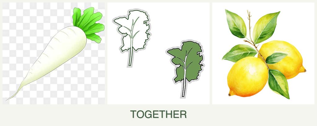 Can you plant radishes, kale and lemons together?
