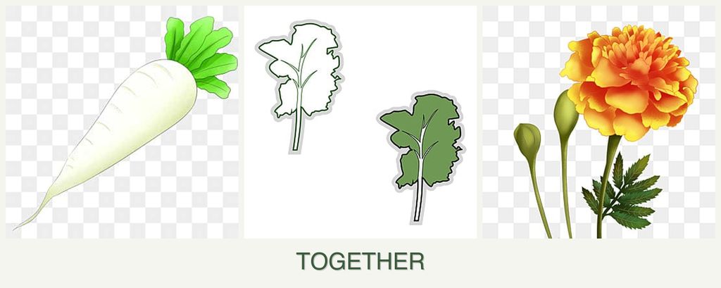 Can you plant radishes, kale and marigolds together?
