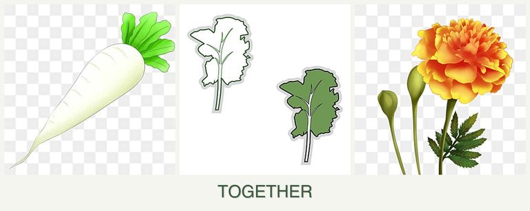 Can you plant radishes, kale and marigolds together?