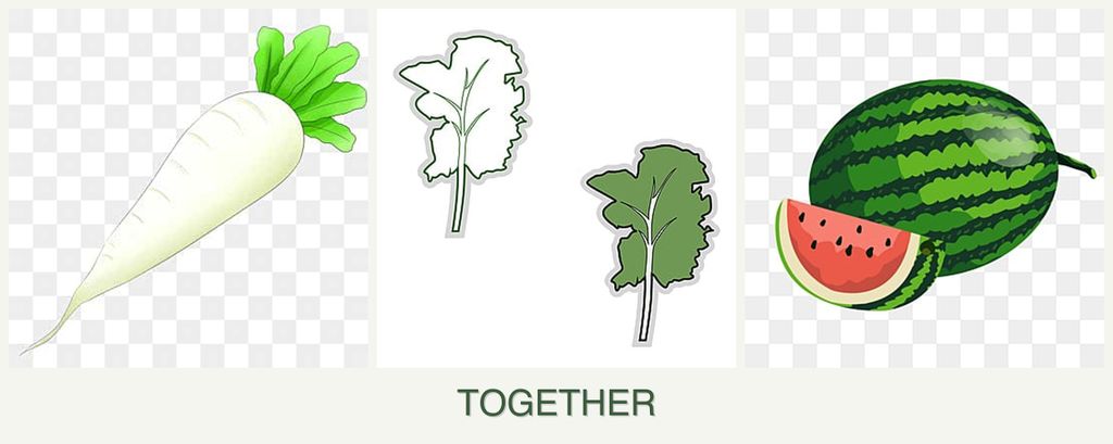 Can you plant radishes, kale and melons together?