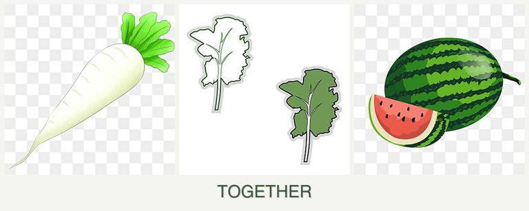 Can you plant radishes, kale and melons together?