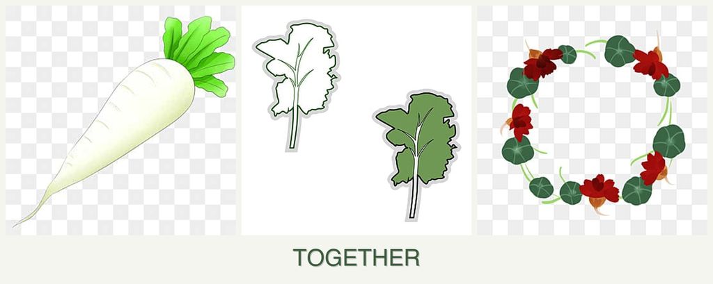 Can you plant radishes, kale and nasturtiums together?